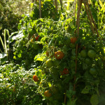 Keskmise kõrgusega väikeseviljalised tomatid sobivad väga hästi potis ka ilma kasvuhooneta kasvama. Neid peab ainult toestama ja valima sooja ja päikesepaistelise koha.