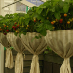 Maasikakorvid on saanud uhked kleidid. Chelsea aiandusmess Londonis.