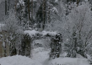 varikäik ronitaimedega