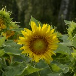 Harilik päevalill Helianthus annuus