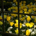 Kollane tulp – sort 'Hamilton' Narcissus poeticus