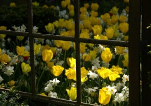Kollane tulp – sort 'Hamilton' Narcissus poeticus