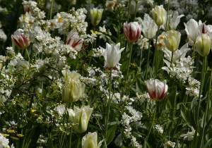 Valge ja roheka õige sort 'Spring Green'.