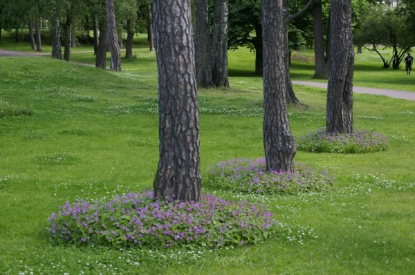 1Ümber puude on kasvama pandud kurerehade laigud. Seda ka mugavama niitmise pärast. Õieilu sinna juurde. Isopuisto Kotka.Aiakujundus. Muru asemel_00004