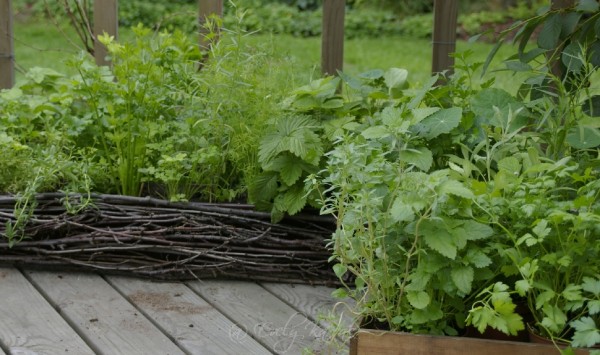 Väikesed – umbes ruutmeetri suurused kastid terrassil. Seal on taimed kasvamas väikestes pottides. Sellise variandi puhul peab kastmisega olema hoolas.Värske roheline oma aiast. Kuidas planeerida_00002