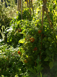Keskmise kõrgusega väikeseviljalised tomatid sobivad väga hästi potis ka ilma kasvuhooneta kasvama. Neid peab ainult toestama ja valima sooja ja päikesepaistelise koha.