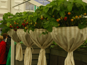 Maasikakorvid on saanud uhked kleidid. Chelsea aiandusmess Londonis.