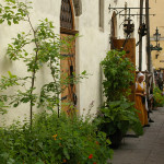 Piklikes seinaäärsetes kastides on suurematest taimedest noored õunapuud, rabarberid ja kõrged oad. Alumises kihis on veidi madalamad taimed. Tihe istutus teeb kastid lopsakaks. Restoran Olde Hansa Tallinnas.