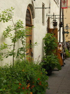 Piklikes seinaäärsetes kastides on suurematest taimedest noored õunapuud, rabarberid ja kõrged oad. Alumises kihis on veidi madalamad taimed. Tihe istutus teeb kastid lopsakaks. Restoran Olde Hansa Tallinnas.