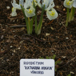 1. Võrkiirised Tallinna Botaanikaaias