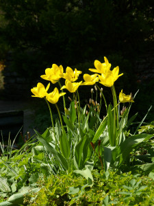 Kollased tulbid 'Golden Apeldoorn'